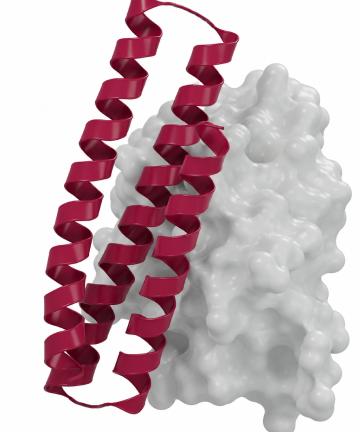 PD-L1 miniprotein binder protein structure